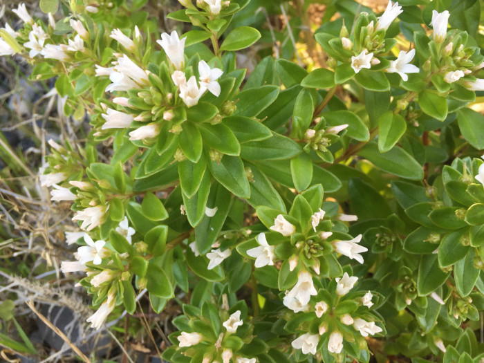 갯까치수염 - Lysimachia mauritiana Lam.