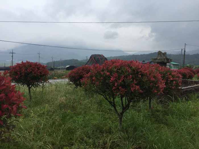 홍가시나무 - Red Robin, Photinia glabra (Thunb.) Maxim.