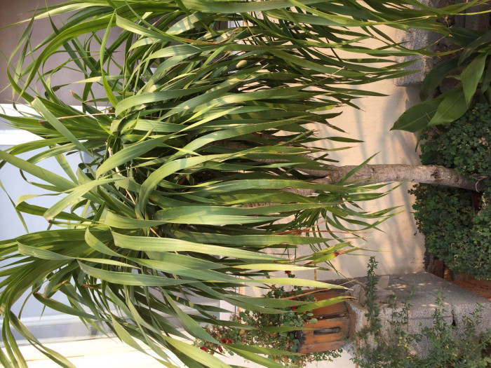 용혈수 - Dragon blood tree, Dracaena draco