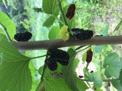 뽕나무 사진 - Morus alba L. Photos