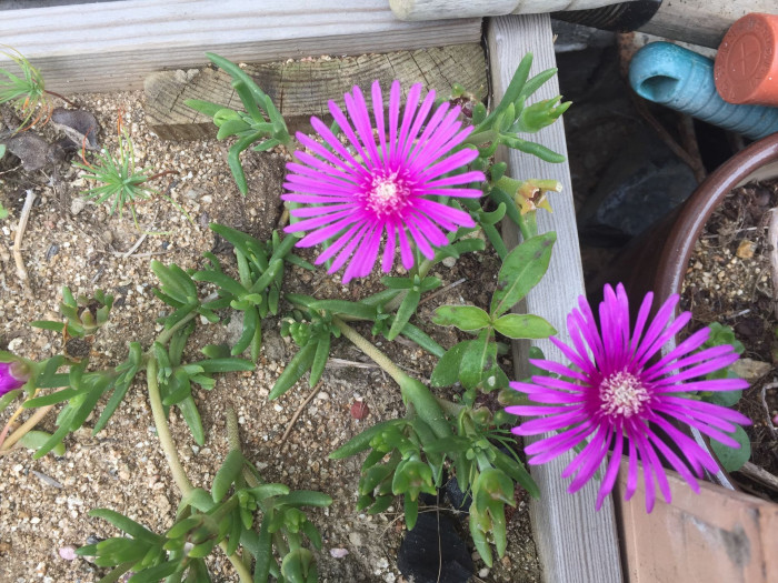 송엽국 - Trailing Ice Plant, Lampranthus spectabilis