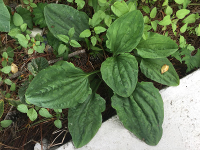 질경이 사진 - Plantago asiatica L. Photos