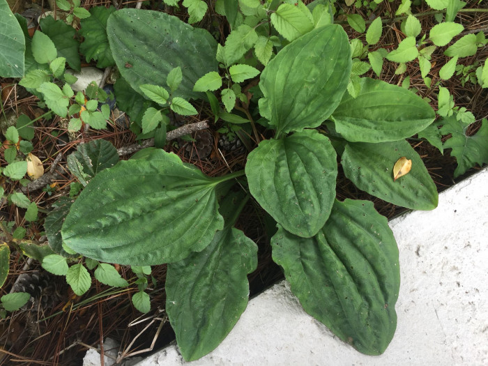 질경이 - Plantago asiatica L.