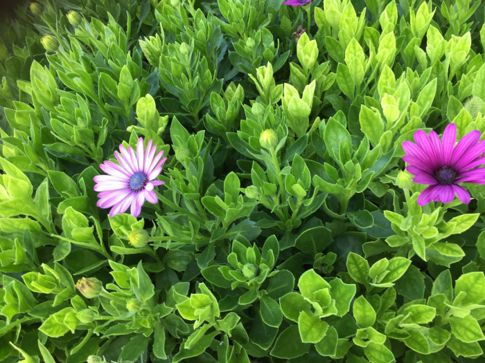 오스테오스펄멈 - Osteospermum, Osteospermum ecklonis