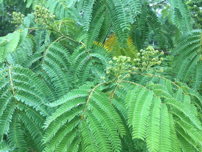 자귀나무 - Albizzia julibrissin