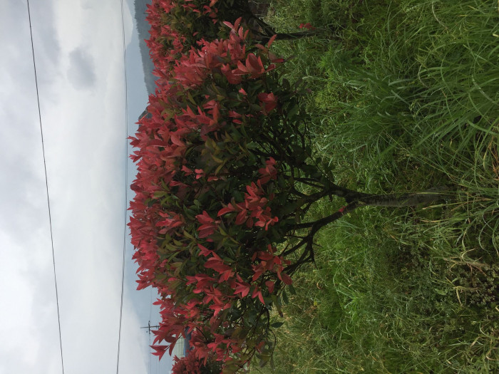 홍가시나무 - Red Robin, Photinia glabra (Thunb.) Maxim.
