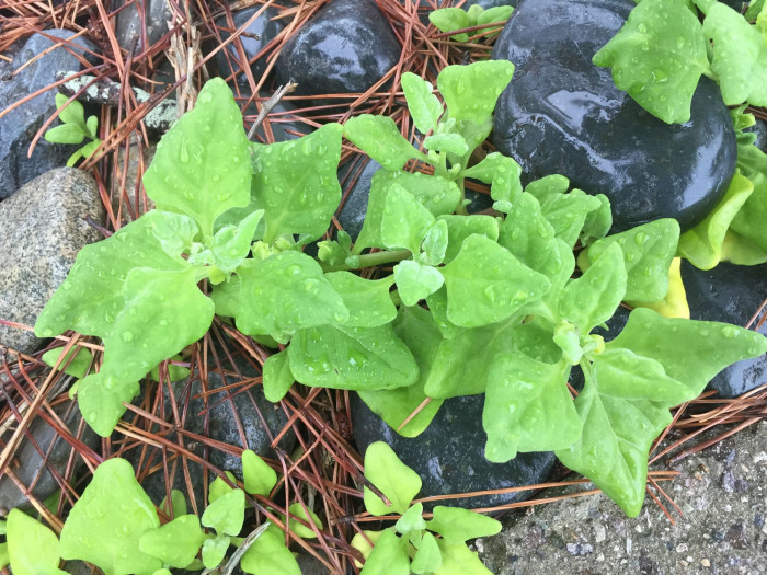 번행초 - Tetragonia tetragonoides (Pall.) Kuntze