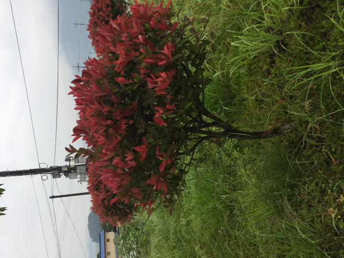 홍가시나무 - Red Robin, Photinia glabra (Thunb.) Maxim.