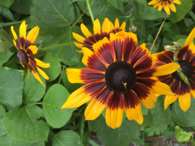 천인국 사진 - Gaillardia pulchella Foug. Photos