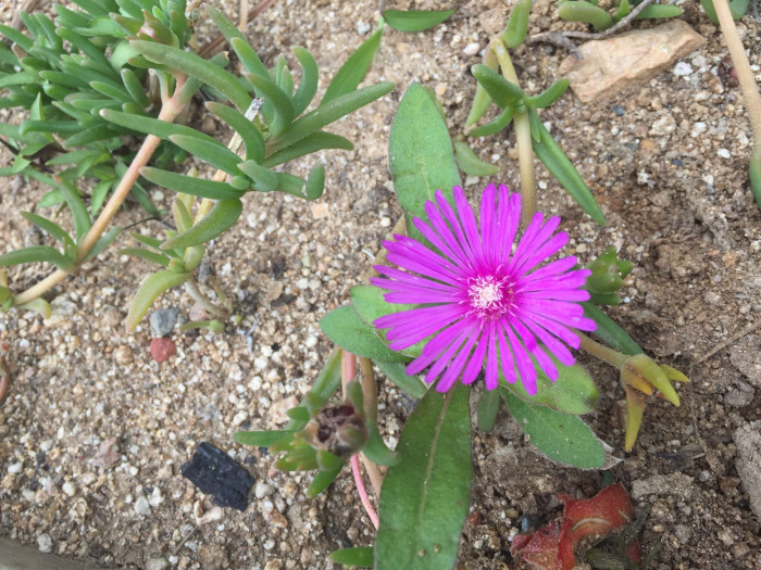 송엽국 - Trailing Ice Plant, Lampranthus spectabilis