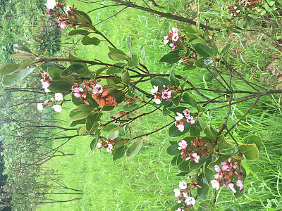 다정큼나무 사진 - Rhaphiolepis indica (L.) Lindl. var. umbellata (Thunb.) Ohashi Photos