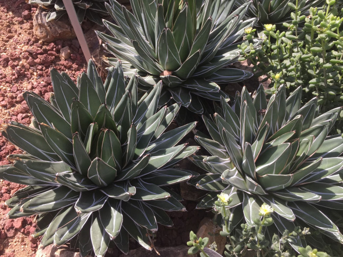 세설금 - Agave victoria reginae T.Moore