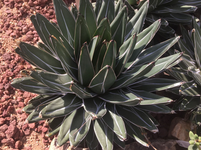 세설금 - Agave victoria reginae T.Moore