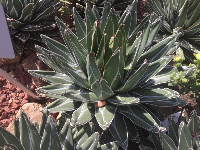 세설금 - Agave victoria reginae T.Moore