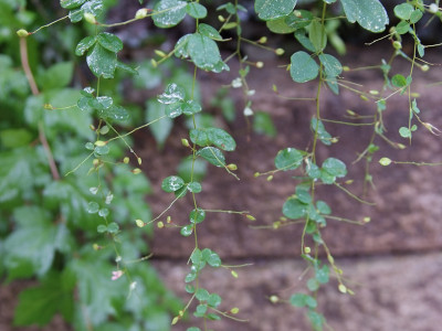 싸리 사진 - Lespedeza bicolor Photos
