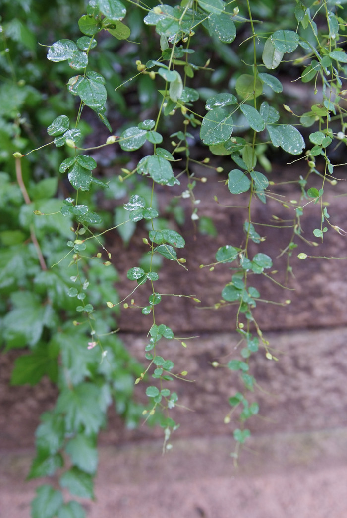 싸리 - Lespedeza bicolor