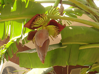 바나나나무 사진 - Musa paradisiaca L. Photos
