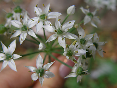 부추 사진 - Allium tuberosum Rottler ex Spreng. Photos