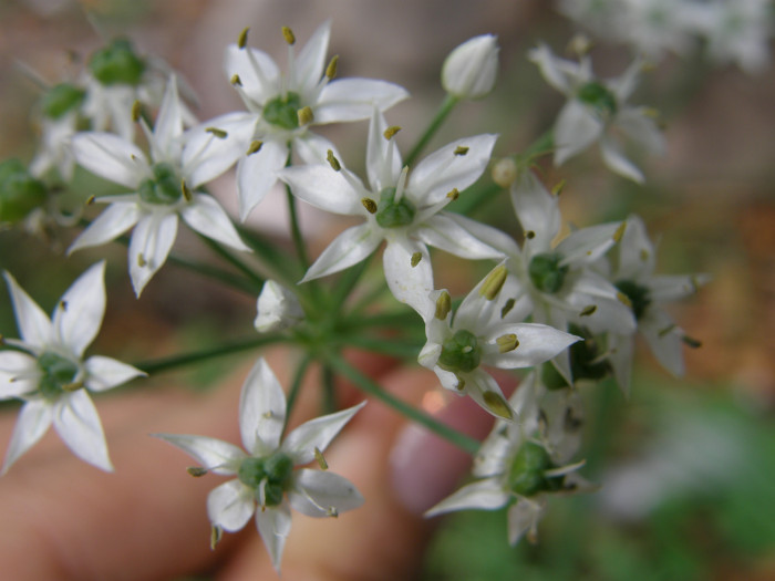 부추 - Chinese Chives, Allium tuberosum Rottler ex Spreng.