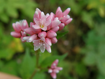 쥐오줌풀 사진 - Valeriana fauriei Briq. Photos