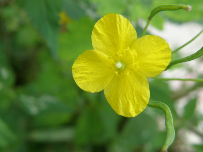 피나물 - Hylomecon vernalis Maxim.
