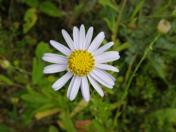 구절초 - Dendranthema zawadskii var. latilobum (Maxim.) Kitam.