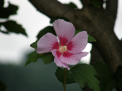 무궁화 사진 - Hibiscus syriacus L. Photos