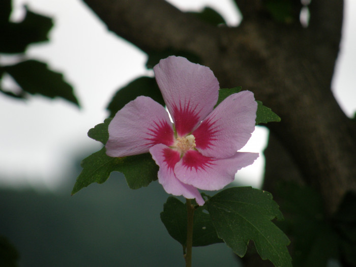 무궁화 - Rose of Sharon, Hibiscus syriacus L.