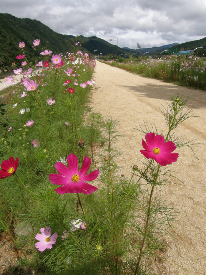 코스모스 - Browallia speciosa, Cosmos bipinnatus
