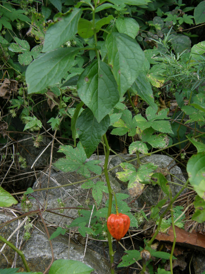 꽈리 - Lampionblume, Physalis alkekengi var. francheti (Mast.) Hort