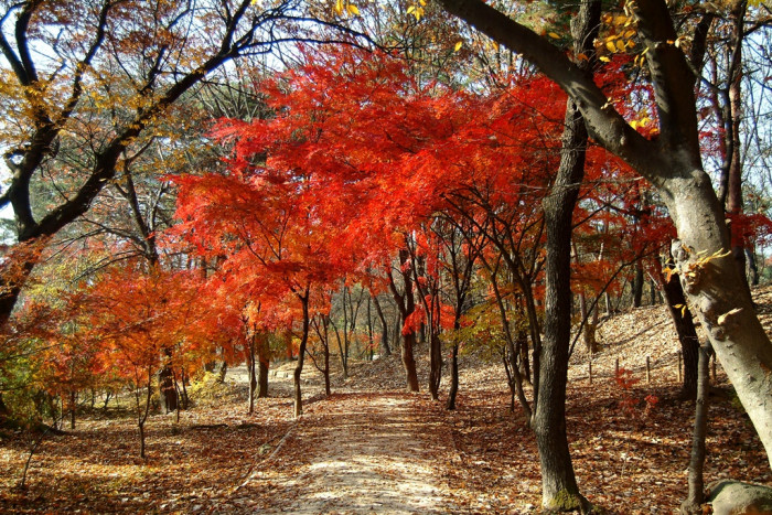 단풍나무 - Acer palmatum Thunb. ex Murray, Acer palmatum Thunb. ex Murray