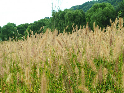강아지풀 사진 - Setaria viridis (L.) P. Beauv. Photos