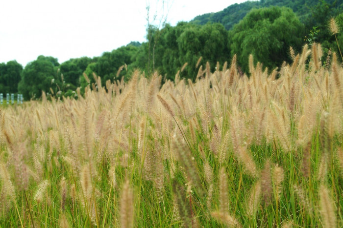 강아지풀 - Setaria viridis (L.) P. Beauv.