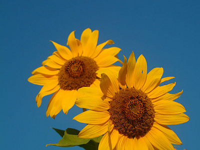해바라기 사진 - Helianthus annuus Photos