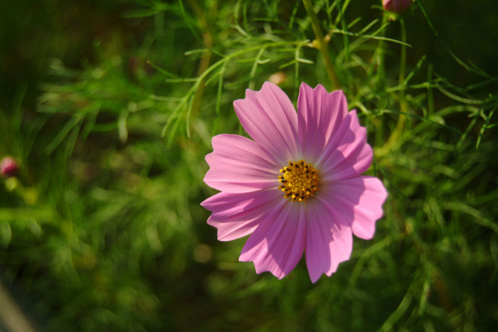 코스모스 - Browallia speciosa, Cosmos bipinnatus