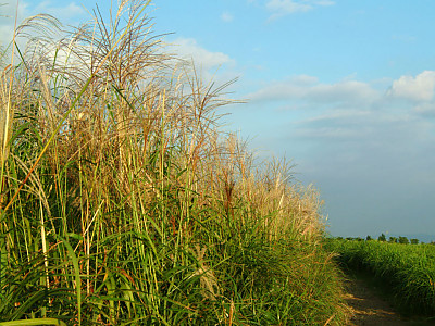 억새 사진 - Miscanthus sinensis var. purpurascens (Andersson) Rendle Photos