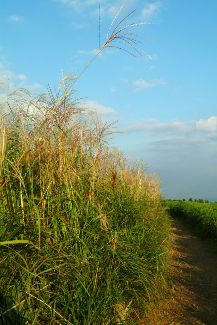 억새 - peder, Miscanthus sinensis var. purpurascens (Andersson) Rendle