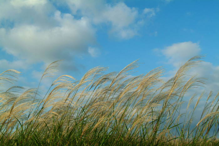 억새 - peder, Miscanthus sinensis var. purpurascens (Andersson) Rendle