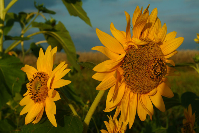 해바라기 - Sunflower, Helianthus annuus