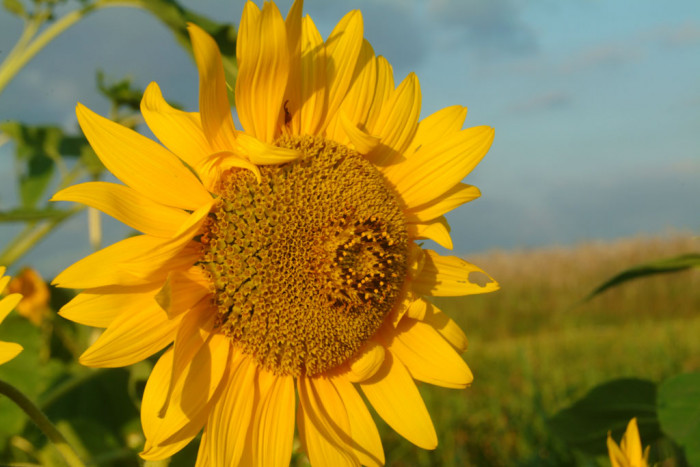 해바라기 - Sunflower, Helianthus annuus
