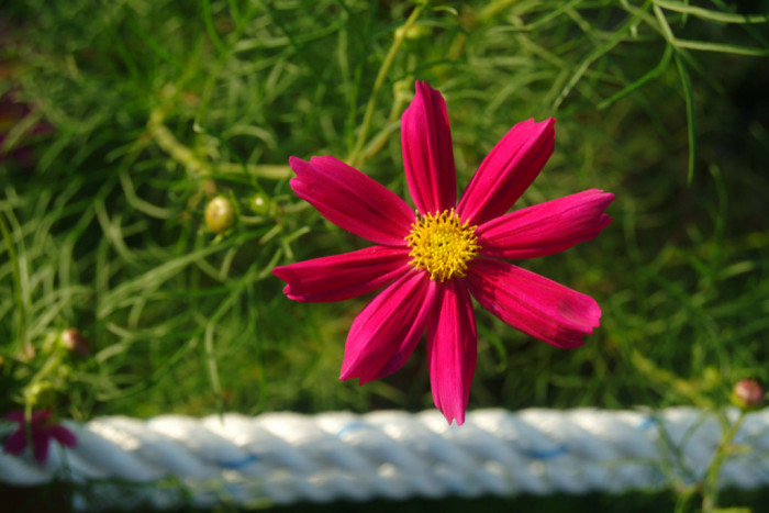 코스모스 - Browallia speciosa, Cosmos bipinnatus
