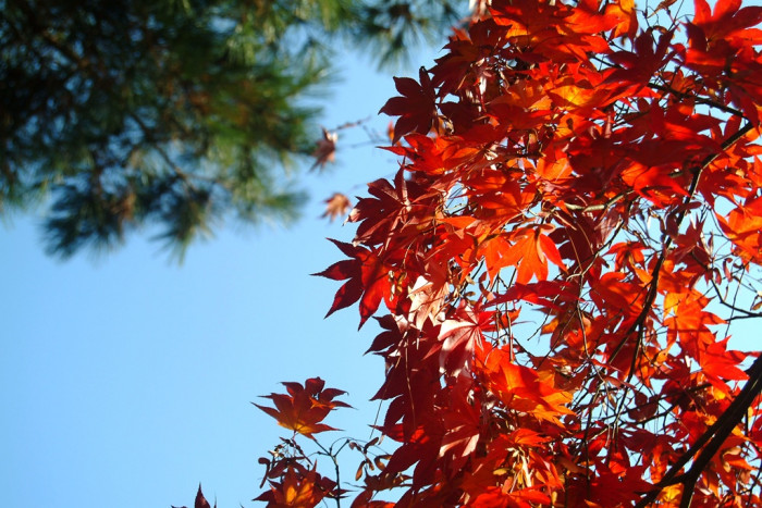 단풍나무 - Acer palmatum Thunb. ex Murray, Acer palmatum Thunb. ex Murray