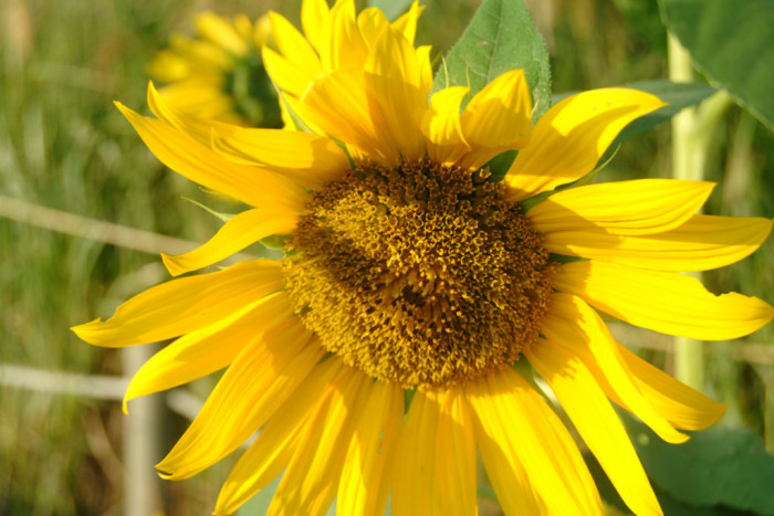 해바라기 - Sunflower, Helianthus annuus