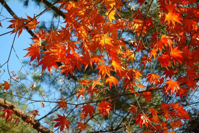 단풍나무 - Acer palmatum Thunb. ex Murray, Acer palmatum Thunb. ex Murray