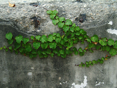 담쟁이덩굴 사진 - Parthenocissus tricuspidata Photos