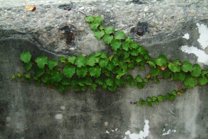 담쟁이덩굴 - Parthenocissus tricuspidata