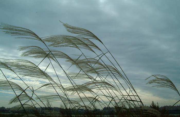 억새 - peder, Miscanthus sinensis var. purpurascens (Andersson) Rendle
