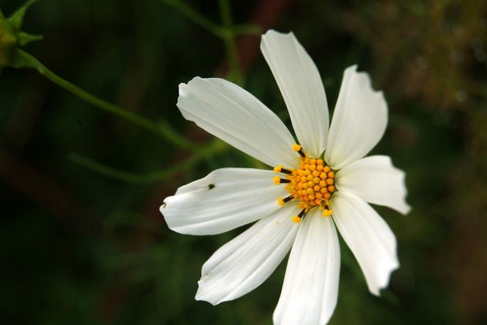 코스모스 - Browallia speciosa, Cosmos bipinnatus