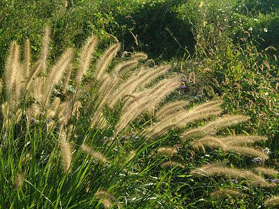 강아지풀 사진 - Setaria viridis (L.) P. Beauv. Photos