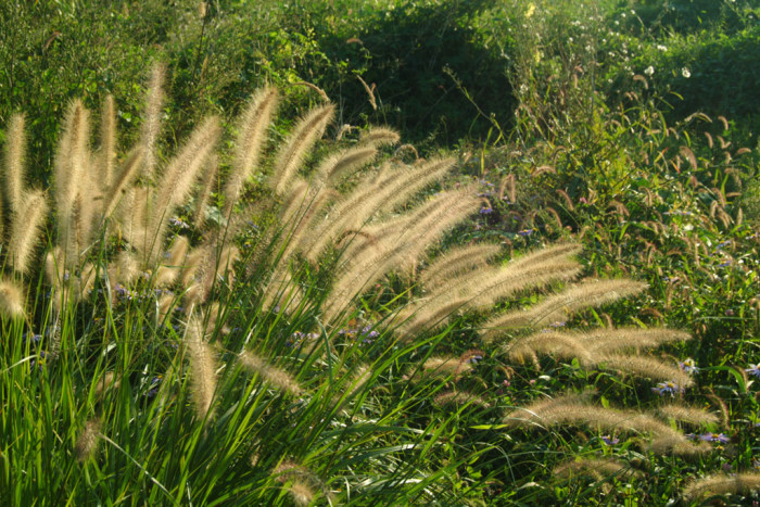 강아지풀 - Setaria viridis (L.) P. Beauv.